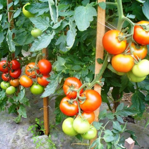 Tehnologie de fertilizare a tomatelor in toate fazele de crestere